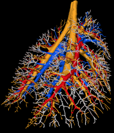 Rat airway tree and pulmonary vessels 